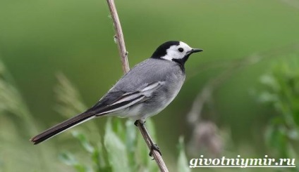 wagtail madár