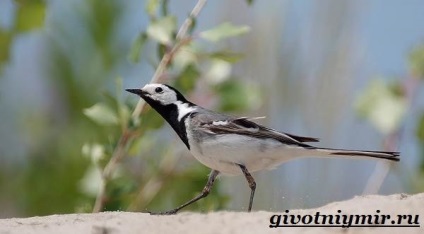 wagtail madár