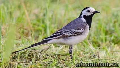 wagtail madár