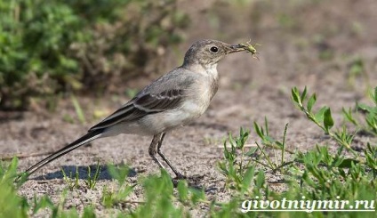 wagtail madár