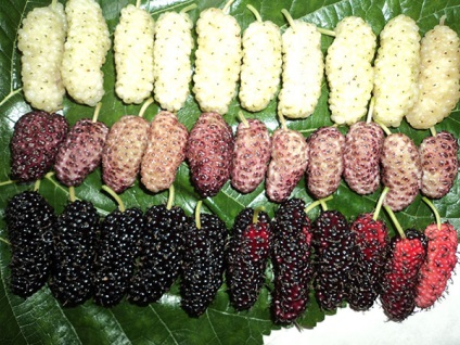 Mulberry (eperfa), hasznos tulajdonság és ellenjavallatok
