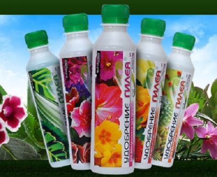 Műtrágyák beltéri hibiszkusz virágzás idején, video (műtrágyák beltéri hibiszkusz) Műtrágyák beltéri hibiszkusz virágzás idején, video