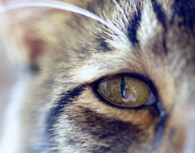 A macska szeme megsavanyodik