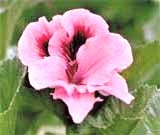 Gondozása Pelargonium (Pelargonium) Gondozása muskátli