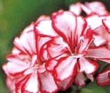 Gondozása Pelargonium (Pelargonium) Gondozása muskátli