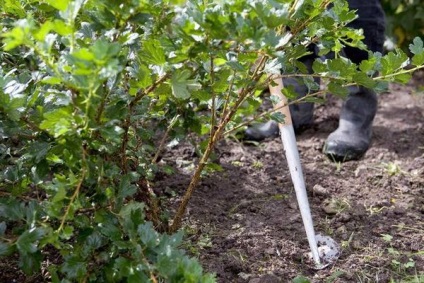 Care egres évben - jó éves termés a kertben (háztáji) Care egres évben - jó éves hozam telken