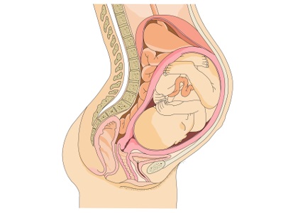 Nyaki ultrahang terhesség alatt, miért, mint egy felmérés