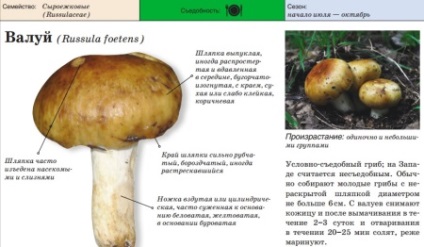 Valuoja hasznos tulajdonságok és a kár, az alkalmazás és a leírás gomba, hogyan kell elkészíteni a (jó) Valuoja hasznos tulajdonságok és a kár, az alkalmazás és a leírás gomba, hogyan kell főzni