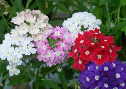 Verbena - hasznos tulajdonságok és alkalmazások (módszerek) Verbena - hasznos tulajdonságai és alkalmazásai