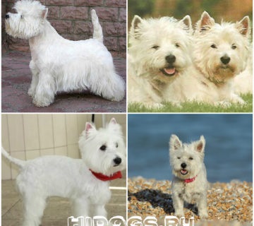 West Highland White terrier leírás és gondozás, szabványos, kölykök (fotók)