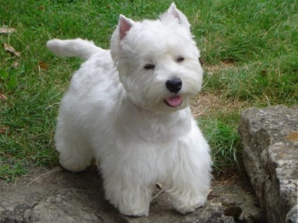 West Highland White terrier fajta leírása, az értékelés a tulajdonosok, fotó, amit a takarmány, jellemzése,