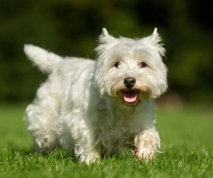 West Highland White terrier fajta leírása, az értékelés a tulajdonosok, fotó, amit a takarmány, jellemzése,