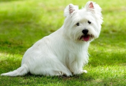 West Highland White terrier fajta leírása, az értékelés a tulajdonosok, fotó, amit a takarmány, jellemzése,