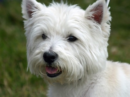 West Highland White terrier fajta leírása, az értékelés a tulajdonosok, fotó, amit a takarmány, jellemzése,