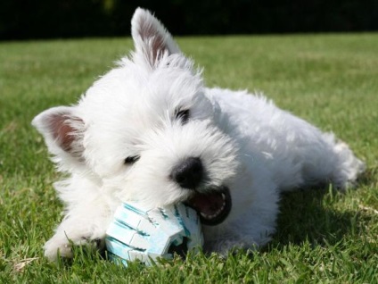 West Highland White terrier fajta leírása, az értékelés a tulajdonosok, fotó, amit a takarmány, jellemzése,