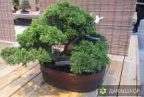 Kiválasztása növények bonsai kezdőknek, fokozat, típusok, körülmények, a technológia, a termesztés, gondozás (20