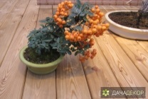 Kiválasztása növények bonsai kezdőknek, fokozat, típusok, körülmények, a technológia, a termesztés, gondozás (20