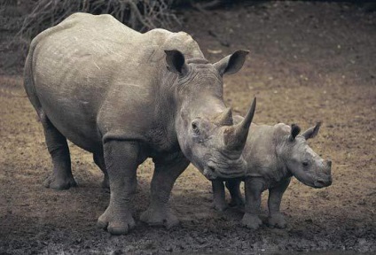 Típusai orrszarvú leírás (Rhino) Típusai orrszarvúk leírás