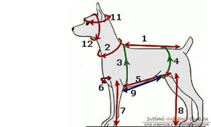 Minta nadrág és blúz játék terrier segít létrehozni egy szekrény kedvence