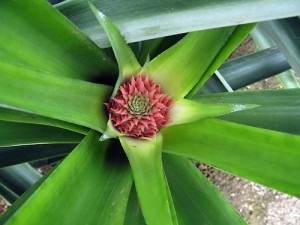 növekvő ananász