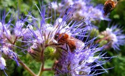Növekvő ültető facélia méz növényápolás