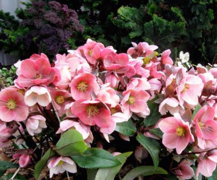 Termesztése Helleborus (hellebore) termesztés hunyor