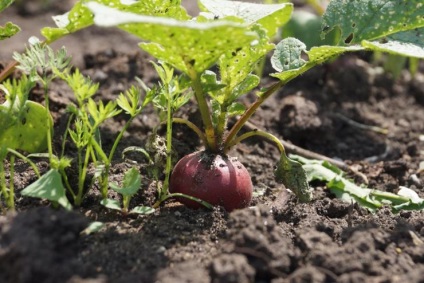 A termesztés korai zöldségek