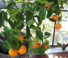 A növekvő citrus otthon