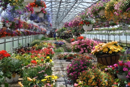 Virágok nőnek az üvegházban és az üvegházhatás, amennyire csak lehetséges, hogy kedvező feltételeket teremtsen a növény