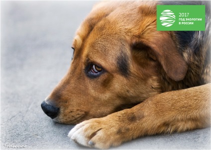 A hatóságok alkalmazzák drasztikus intézkedéseket ellen kóbor kutyák Krasznoarmejszk District