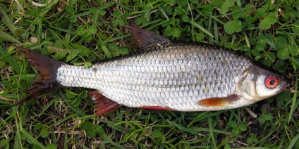 Roach mit tudunk életéről ízletes hal