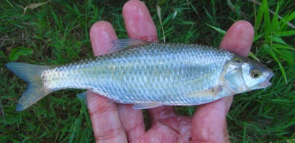 Roach mit tudunk életéről ízletes hal