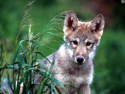 Wolf - egy titokzatos ragadozó (farkas) Wolf - egy titokzatos ragadozó