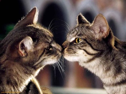 hogy a szeretet között lehetséges macskák