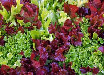 Mind a saláták - hogyan válasszuk ki, és mit kell használni, csak enni
