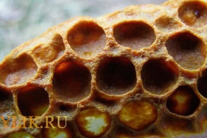 Minden, ami a méhsejt mint hasznos, és hogyan kell kiválasztani a megfelelő, videó felülvizsgálat