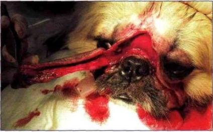 Sebészeti javítása soiabiáiis szorosára kutyák brachycephalic fajták