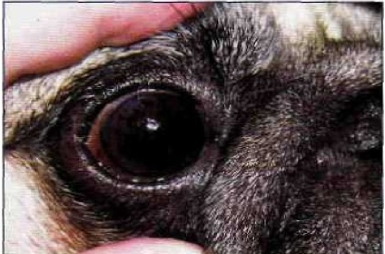 Sebészeti javítása soiabiáiis szorosára kutyák brachycephalic fajták