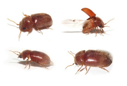 Kenyérbogár - megtakarítási termékek (daráló) Kenyérbogár - megtakarítási termékek