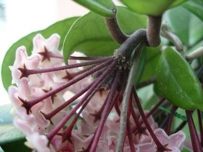 Hoya (viasz borostyán) igénytelen szőlő virágok