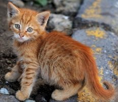 Sántaság Macskák okai, tünetei, a tevékenységét - szól macskák és macskák szeretettel