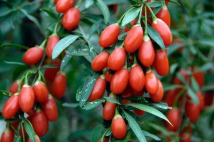 Goji - ültetés és gondozása a magvak (ellátás) Goji - ültetés és gondozás magvak