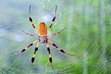 Miért pókok szövik pókháló - és mi