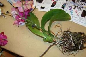 2 befagyasztott orchidea segítség - Orchid - Forum