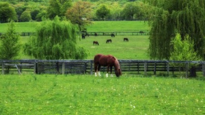Védi a ló rovarok legelőn paddock - helyszínen a lovak