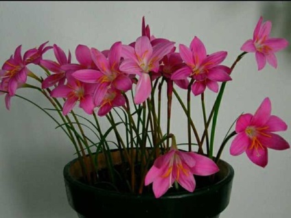 Zephyranthes fotók, nézetek és virág ellátás az otthoni (zephyranthes sárga arany) Zephyranthes fotók, nézetek és virág ellátás az otthoni