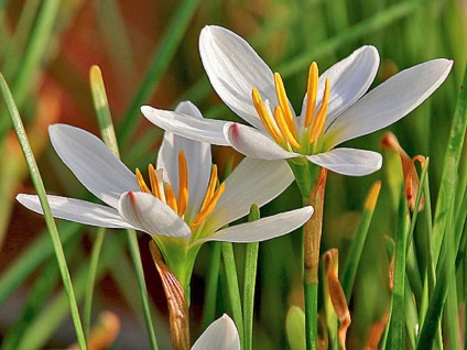 Zephyranthes fotók, nézetek és virág otthoni gondozást (ellátást) Zephyranthes fotók, nézetek és virág ellátás az otthoni