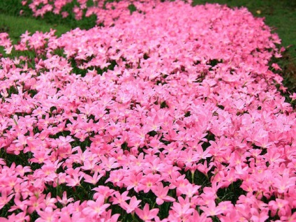 Zephyranthes fotók, nézetek és virág ellátás az otthoni (home) Zephyranthes fotók, nézetek és virág ellátás az otthoni
