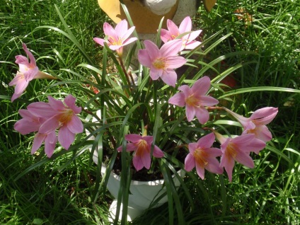 Zephyranthes fotók, nézetek és virág ellátás az otthoni (feltételek) Zephyranthes fotók, nézetek és virág ellátás az otthoni