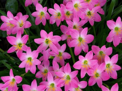 Zephyranthes fotók, nézetek és virág ellátás az otthoni (feltételek) Zephyranthes fotók, nézetek és virág ellátás az otthoni